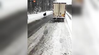 Car Hits Moose On Road, Throws It Into The Air And Gets Up