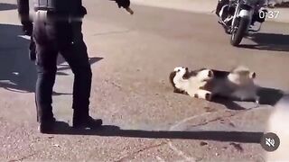 Police Kill A Husky Dog ​​