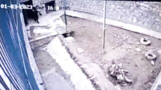 Disturbing Video Shows A Zookeeper Being Mauled By A Brown Bear In Uzbekistan