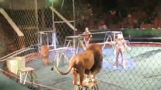 Idiots Who Use Lions For Tricks Get Instant Karma Video