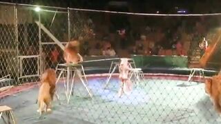 Idiots Who Use Lions For Tricks Get Instant Karma Video