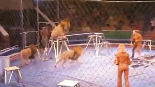 Idiots Who Use Lions For Tricks Get Instant Karma Video