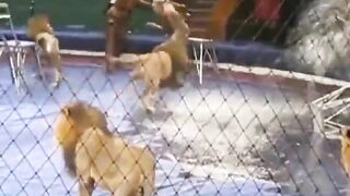 Idiots Who Use Lions For Tricks Get Instant Karma Video