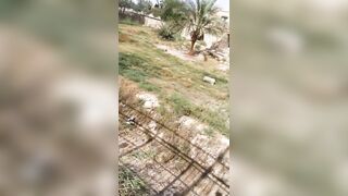 A Lion Kills A Man In An Indian Zoo