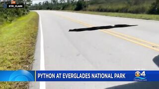 Monster 15-foot Python Crosses Road In Everglades – Video