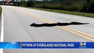 Monster 15-foot Python Crosses Road In Everglades – Video