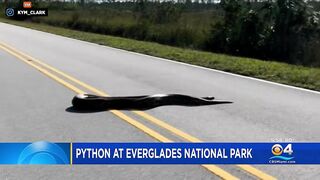 Monster 15-foot Python Crosses Road In Everglades – Video