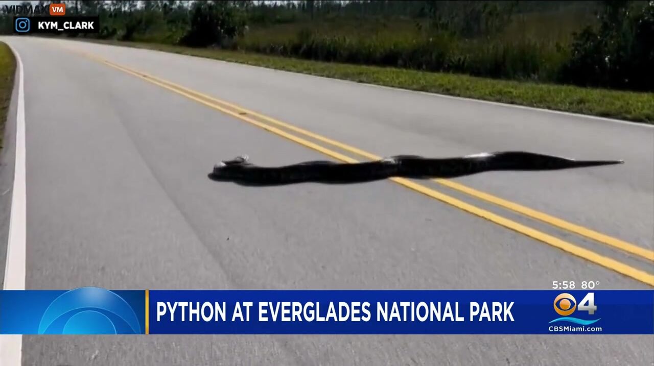 Monster 15-foot Python Crosses Road In Everglades – Video