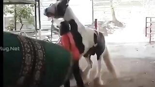 Man Almost Raped By Horse!
