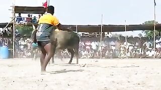 Man's Legs Ripped Open By Bull