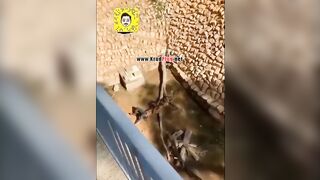 Man Bitten By Tiger!