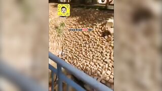 Man Bitten By Tiger!