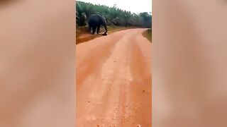 Man Attacked By Elephant While Riding Bicycle