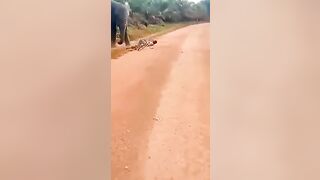 Man Attacked By Elephant While Riding Bicycle