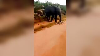 Man Attacked By Elephant While Riding Bicycle