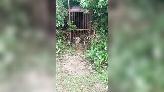 Man Pays Price For Teasing Leopard