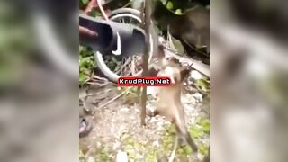 Man Tortures Possum With C Flip-flops