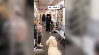 Oh Look Today's The Day You Take Your Bitch To New York For Work - Video -