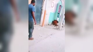 One-legged Man Bitten By Goat