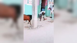 One-legged Man Bitten By Goat