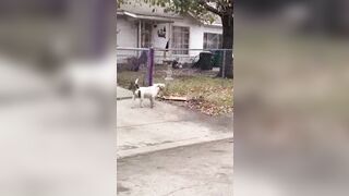 Pit Bull Attack In San Antonio, Texas.Mu