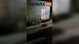 Shocking Video - Stray Dog ​​with Human Head Shot In Zakat