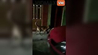 Shocking Video - Stray Dog ​​with Human Head Shot In Zakat