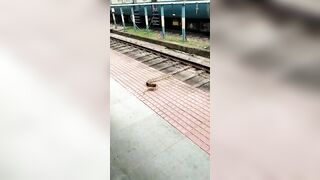 Snake Committed Suicide On The Train!