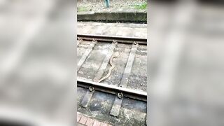 Snake Committed Suicide On The Train!