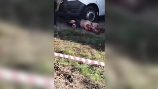 The Stray Dog ​​bit The Woman To Death. Astrakhan, Russia 