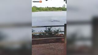 Brazilian Swimmer Attacked By Crocodile While Swimming