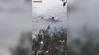 Brazilian Swimmer Attacked By Crocodile While Swimming