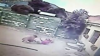 A Thief Bitten By Two Dogs After Attack