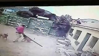 A Thief Bitten By Two Dogs After Attack