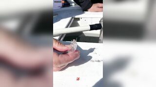 Transparent Sea Creature Discovered By Fishermen - What Does F Look Like?