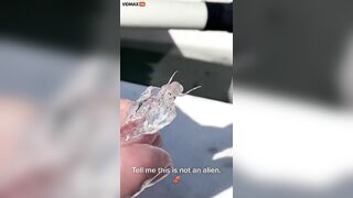 Transparent Sea Creature Discovered By Fishermen - What Does F Look Like?