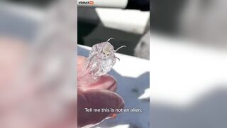 Transparent Sea Creature Discovered By Fishermen - What Does F Look Like?