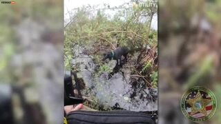 Video Shows Dog Trapped Behind Seawall Rescued In Florida