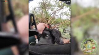 Video Shows Dog Trapped Behind Seawall Rescued In Florida