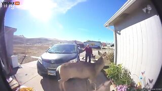 Woman Tells You What Not To Do When You Have A Deer Inside Of You