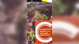 Woman Finds Live Frog In Supermarket Salad - Video