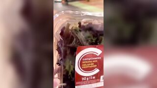 Woman Finds Live Frog In Supermarket Salad - Video