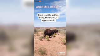 Woman Attacked And Gored By Bison At Texas National Park