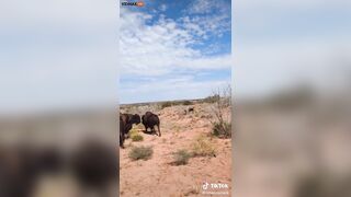 Woman Attacked And Gored By Bison At Texas National Park