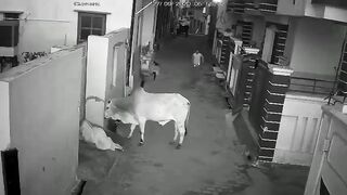 Woman Attacked By Bull In India