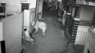 Woman Attacked By Bull In India