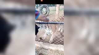 Zookeeper Dies After His Arm Is Torn Off While Trying To Pet A Tiger