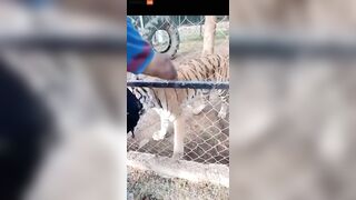 Zookeeper Dies After His Arm Is Torn Off While Trying To Pet A Tiger