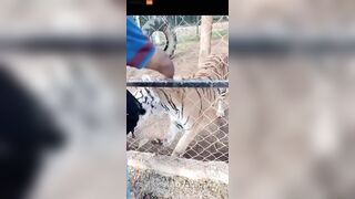 Zookeeper Dies After His Arm Is Torn Off While Trying To Pet A Tiger