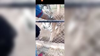 Zookeeper Dies After His Arm Is Torn Off While Trying To Pet A Tiger